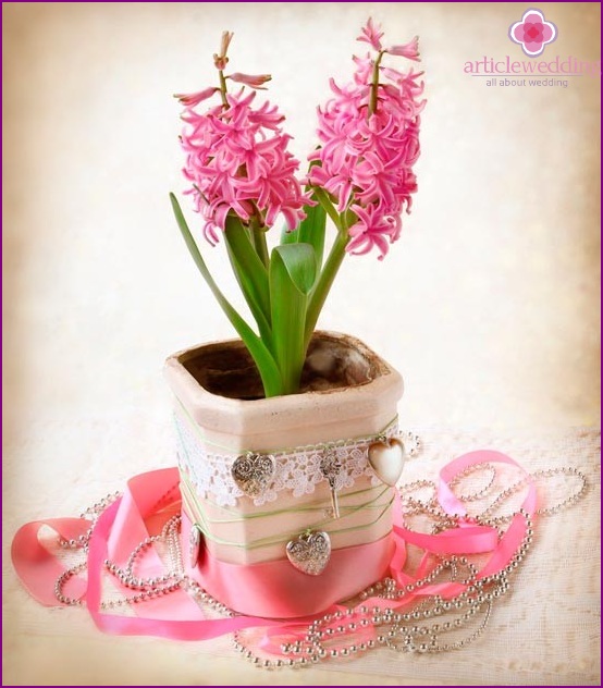 Hyacinth as a gift