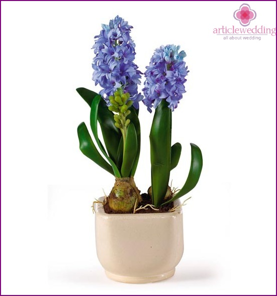 Blue hyacinth