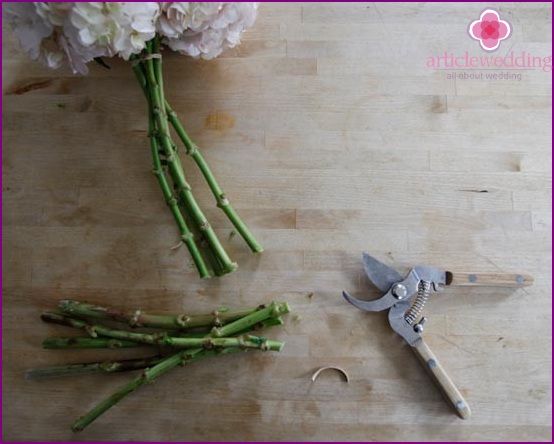 Prune hydrangea stalks