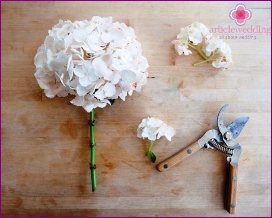 Cut hydrangea stalks