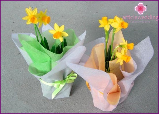 Daffodils in pots