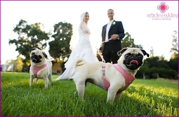 Newlyweds with pets