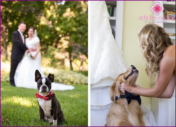 Animali al matrimonio