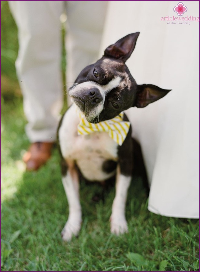 Pet at the wedding