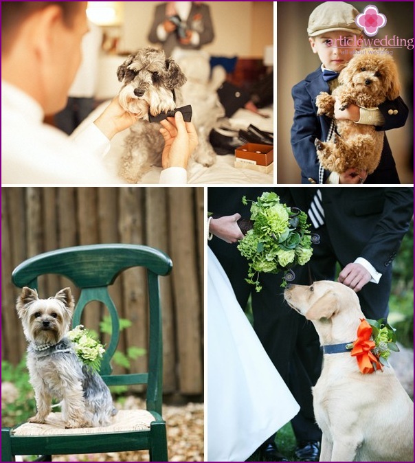 Animals at the wedding