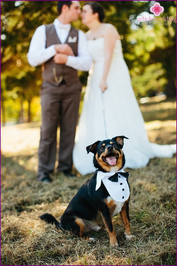 Pet at the wedding