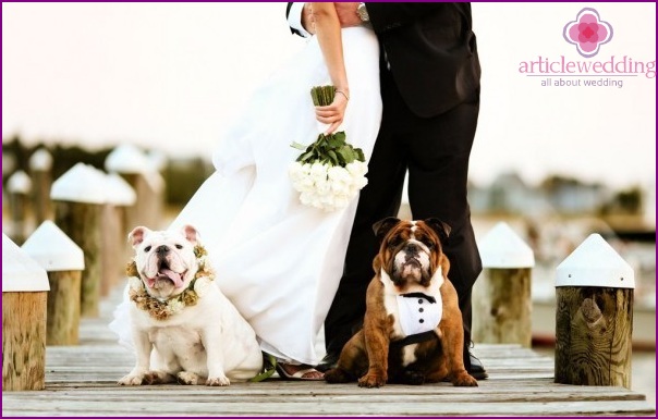 Pets at the wedding