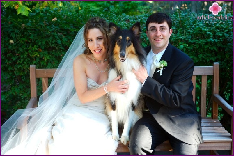 Haustiere bei der Hochzeit