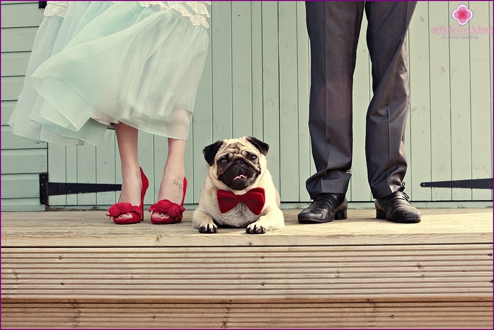 Pets at the wedding