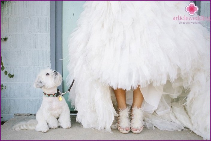 Animaux de compagnie au mariage