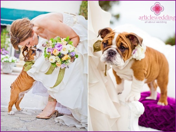 Pets at the wedding