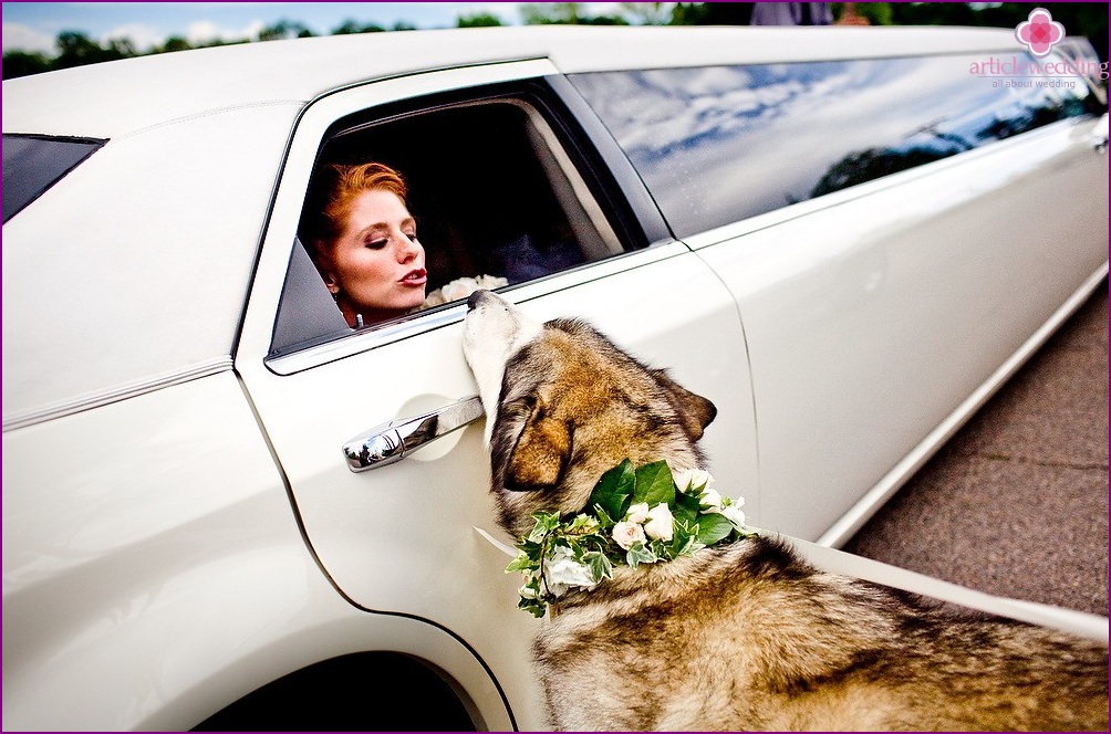 Haustiere bei der Hochzeit