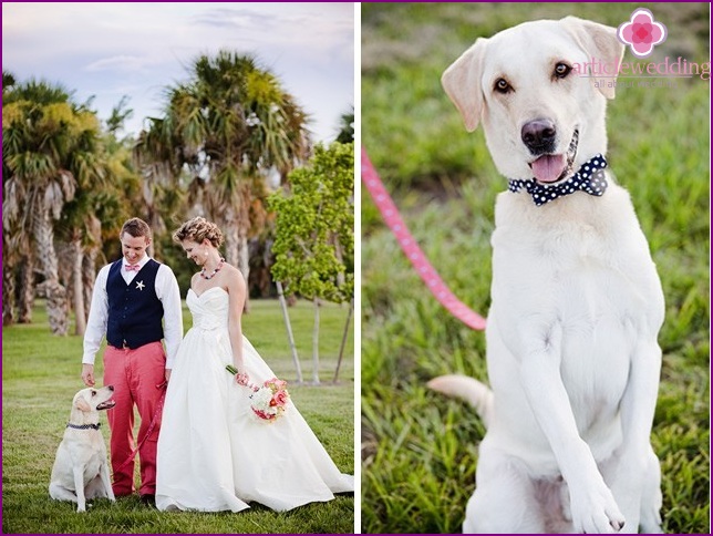 Animais de estimação no casamento