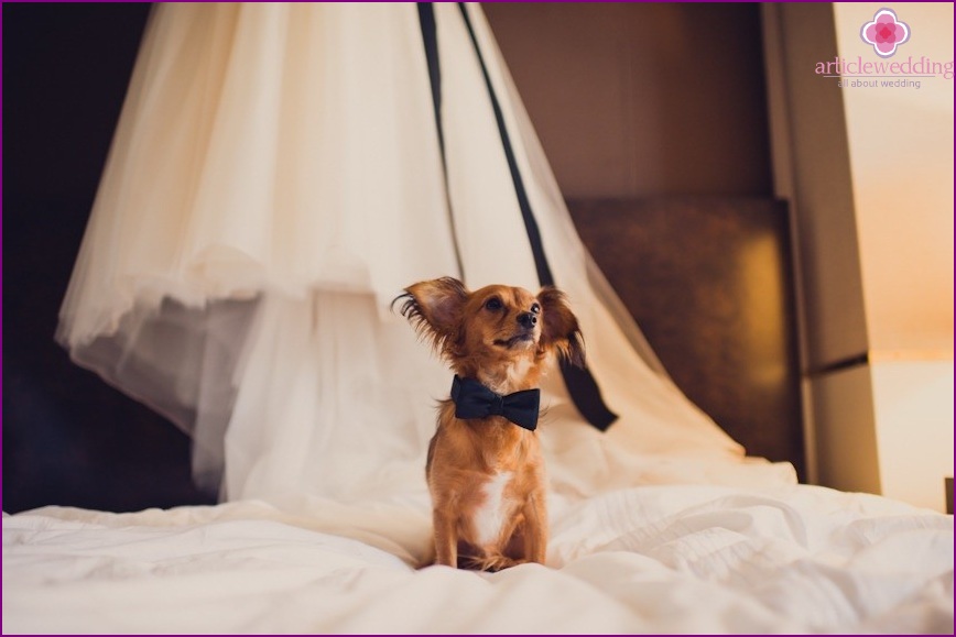 Animaux de compagnie au mariage