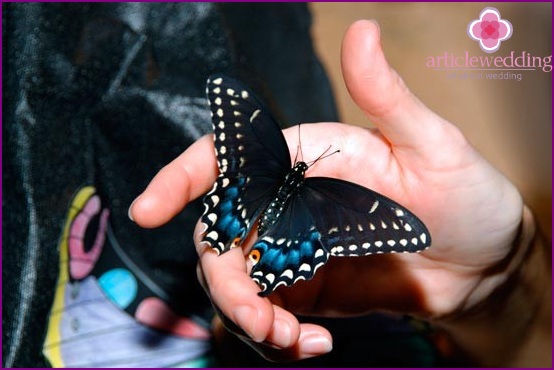 Schmetterlinge und Gäste