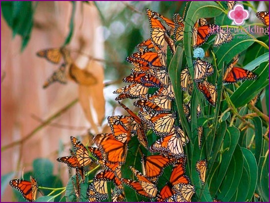 Variety of butterflies