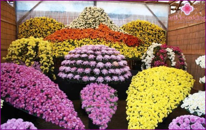 Chrysanten voor bruidsboeketten