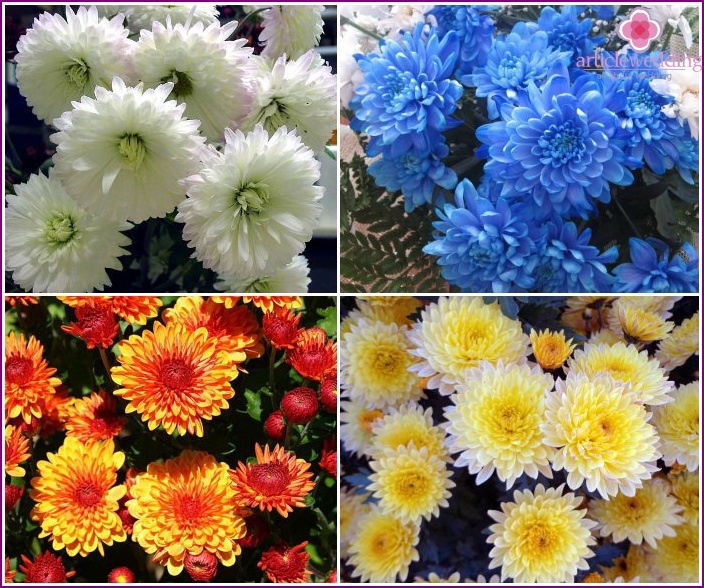 Veelkleurige chrysanten voor het boeket van de bruid