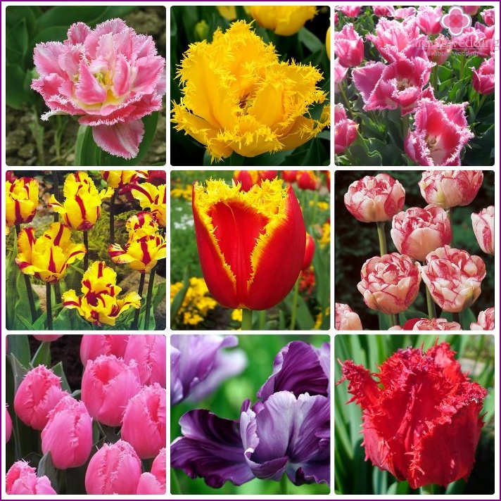 A tulipán típusai
