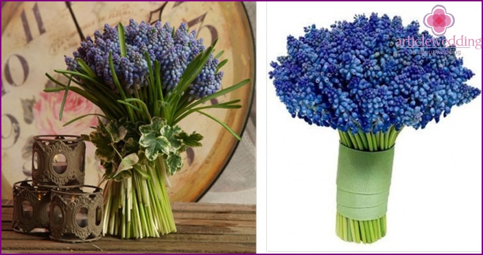 Original and unique muscari