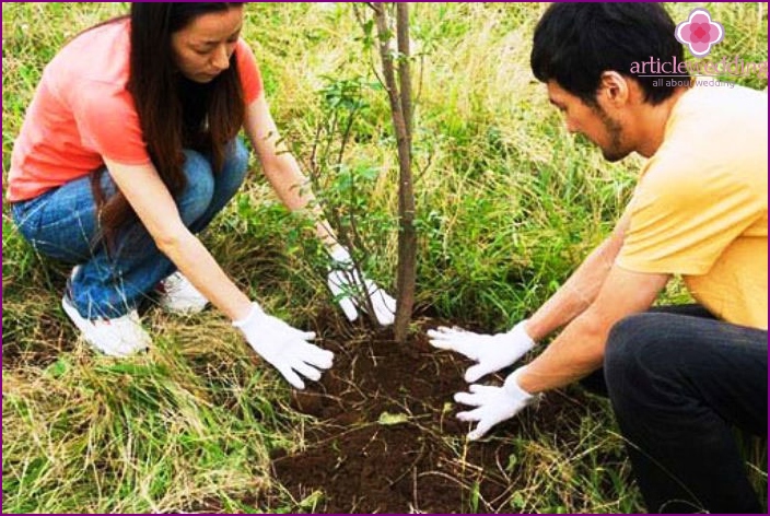 Plantarea unui copac la o aniversare a nunții din lemn