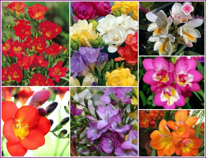 Types de freesia