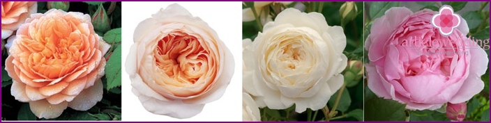 Roses pivoine pour bouquets de mariage