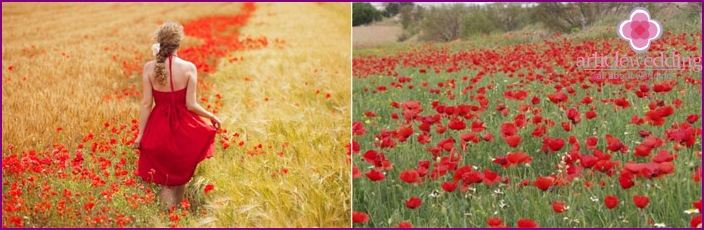 I papaveri affascinano per la loro bellezza