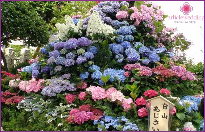 Japanese flowers during the annual festival