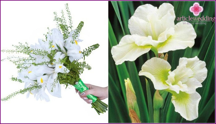 White petals with yellow and green pigment