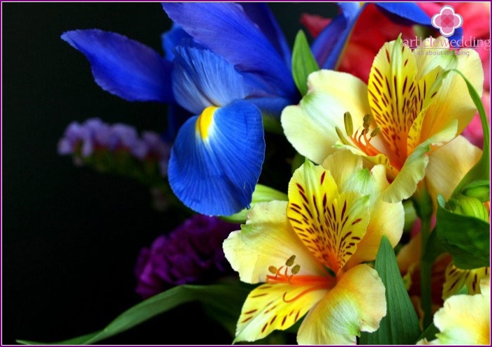 Irises with magnificent alstromeries