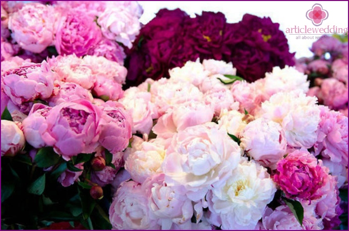 Colorful peonies for a wedding bouquet