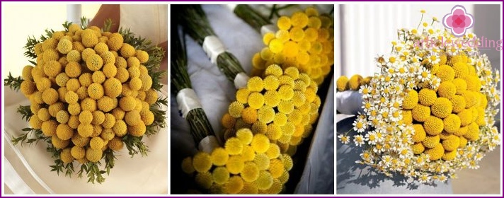 Unfading lemon craspedia in flower arrangements