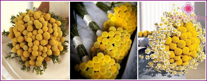 Avbländande citron craspedia i blomsterarrangemang